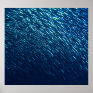 Poster Abstrato da Escola de Peixes do Mar Subaquático