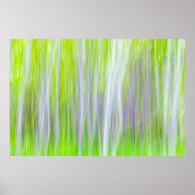 Poster Abstrato de Árvores Aspen | Yakima River Trail, WA (Frente)