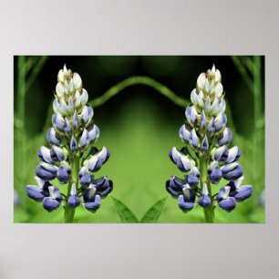 Poster Abstrato de Espelhamento de Flor de Lupina Puro Se