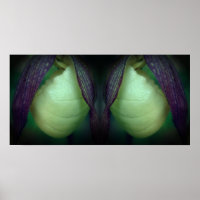 Abstrato de Espelhamento de Flor Orquídea Branca