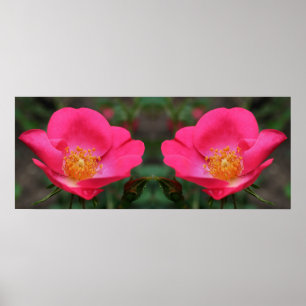 Poster Abstrato de Espelhamento de Rosas Rosa Vivas