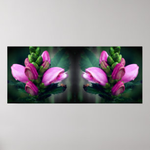 Poster Abstrato de Espelhamento do Flor Turtlehead Rosa