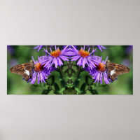 Abstrato de Espelho de Flor Selvagem com Borboleta