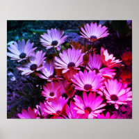 Abstrato de Flores de Margarida Africanas Rosa