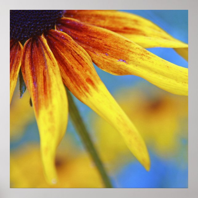 Poster Abstrato de Macro Flor Amarelo Rudbeckia (Frente)