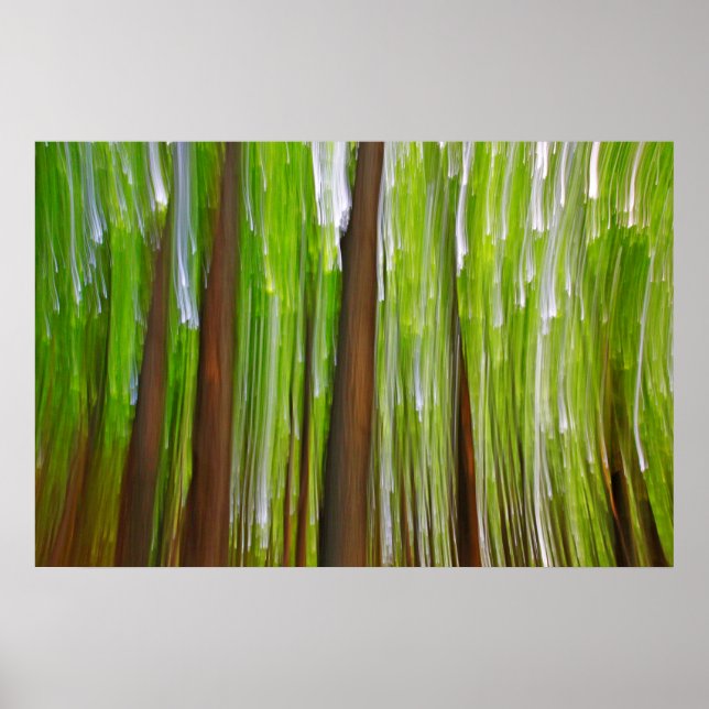 Poster Abstrato de Maple Grove (Frente)