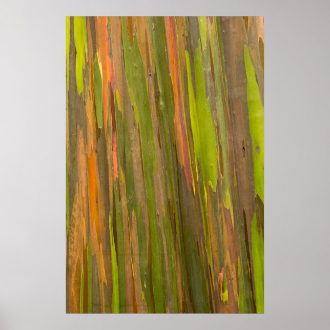 Poster Abstrato Do Latido Eucalyptus (Frente)