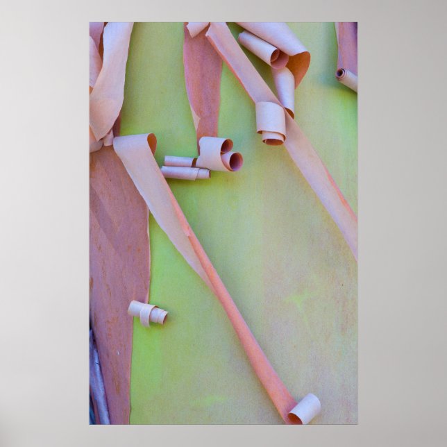 Poster Abstrato Latido de Árvore Madrone (Frente)