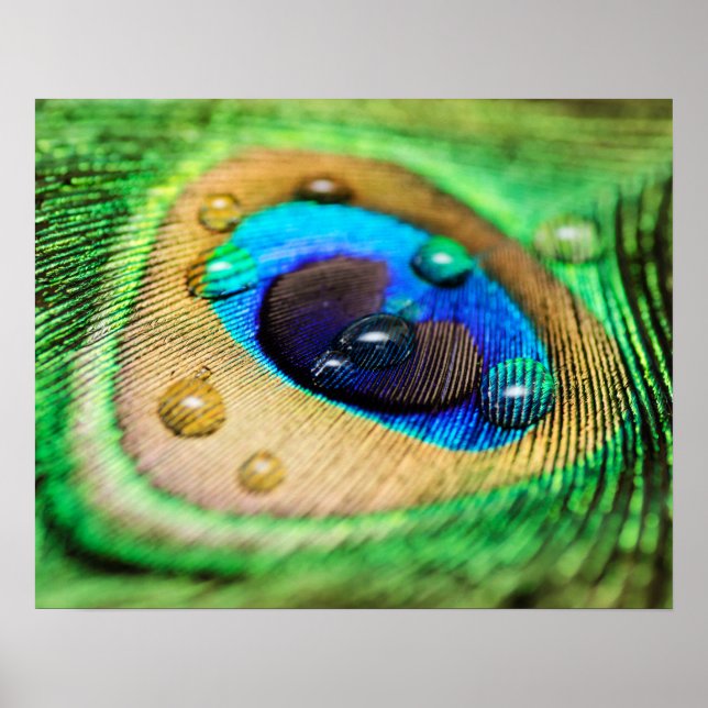 Pôster Abstrato Macro Peacock Feather Feather Feather com (Frente)