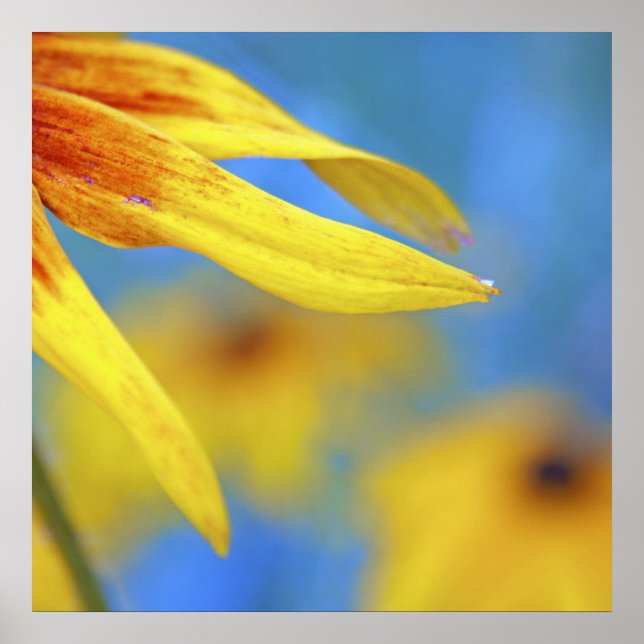 Poster Abstrato moderno Macro Amarelo Coneflower em Azul (Frente)