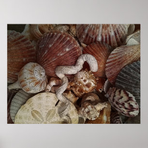 Poster Abstrato Seashells - Dólar de areia