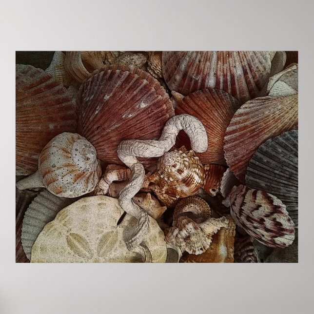 Poster Abstrato Seashells - Dólar de areia (Frente)