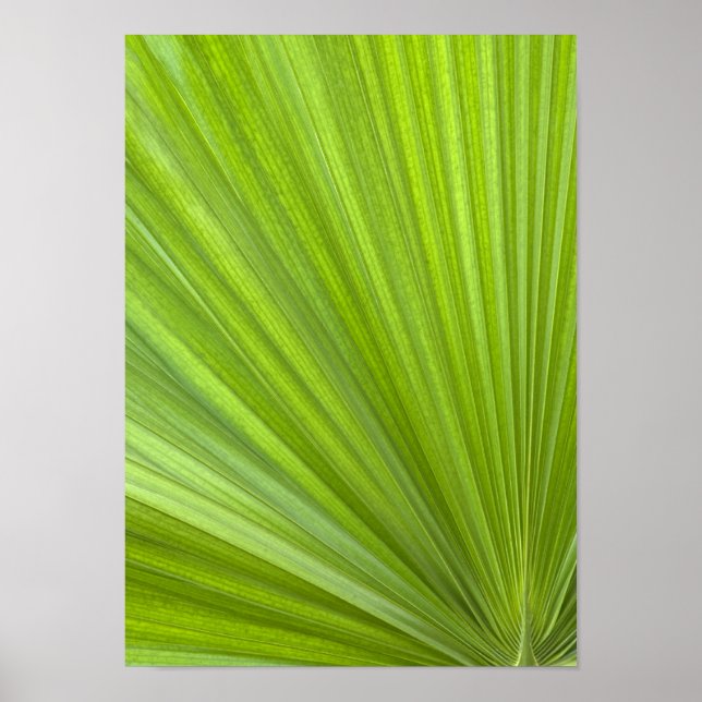 Poster Abstrato Tropical Palm Frond (Frente)