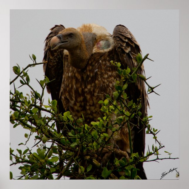 Pôster Abutre (Frente)
