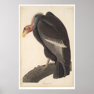Pôster Abutre da Califórnia em Audubon (2609A)
