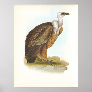 Pôster Abutre de Gould - de Griffon - fulvus dos Gyps