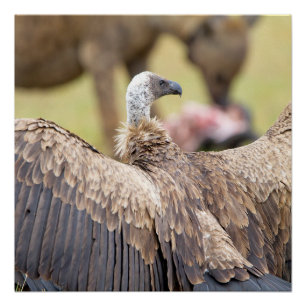 Pôster Abutre e Hyena