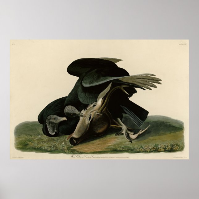 Poster Abutre Negro, das Aves da América de Audubon (Frente)