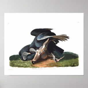 Pôster Abutre preto da placa 106 de Audubon