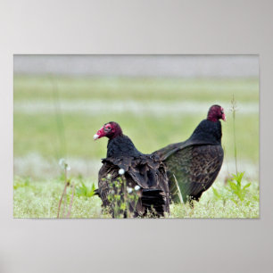 Poster Abutres de turquia