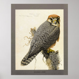 Pôster Abyssinian Lanner