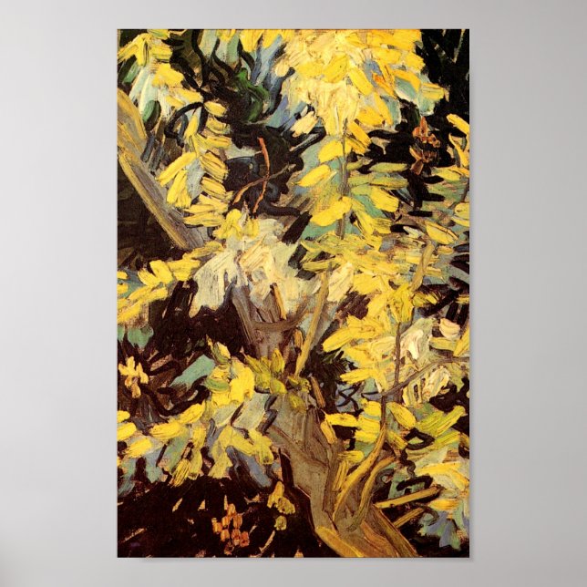 Poster Acacia Branches Van Gogh de Blossoming (Frente)