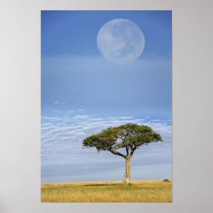 Poster Acácia Espinho de Guarda-Chuva, Acacia tortilis, e