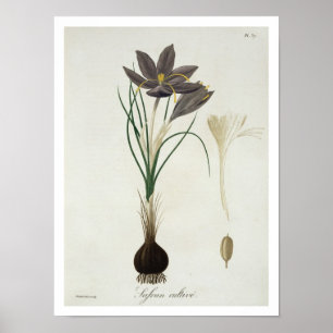 Pôster Açafrão de açafrão de "Phytographie Medicale"