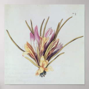 Pôster Açafrão ou açafrão, 'de La Guirlande de Julie'