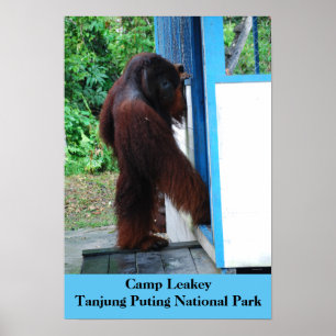 Poster Acampamento Leakey Tanjung que pôr o parque