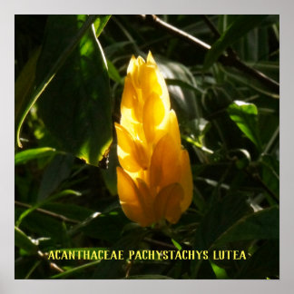 Poster Acanthaceae Pachystachys lutea - Vela Ouro