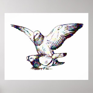 Pôster Acasalamento de porcos