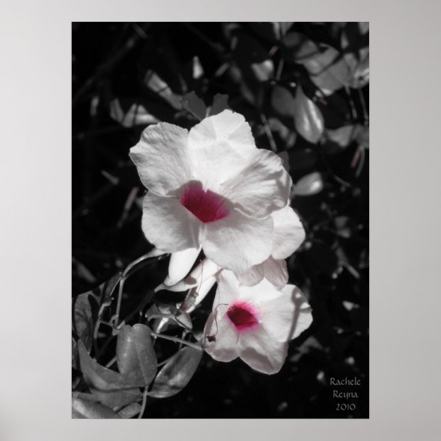 Poster Accenting Beauty (Frente)