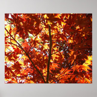 Poster Ácer Japonês ao Sol