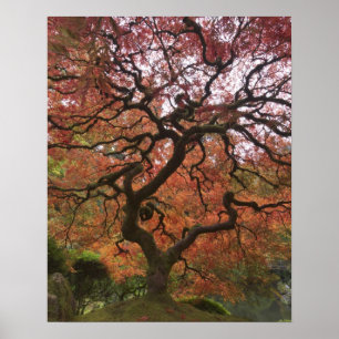Poster Ácer japonês em cores de outono
