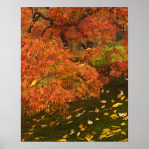 Poster Ácer japonês na cor do outono