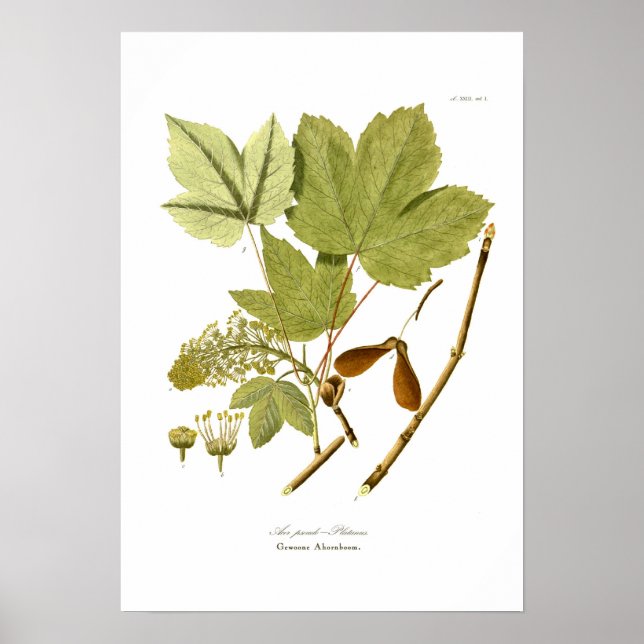 Poster Acer pseudo-platanus (Frente)