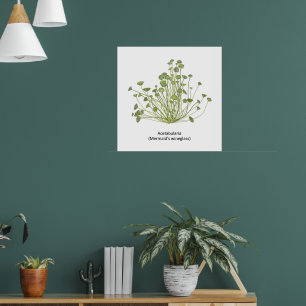 Poster Acetabularia (Sereia)