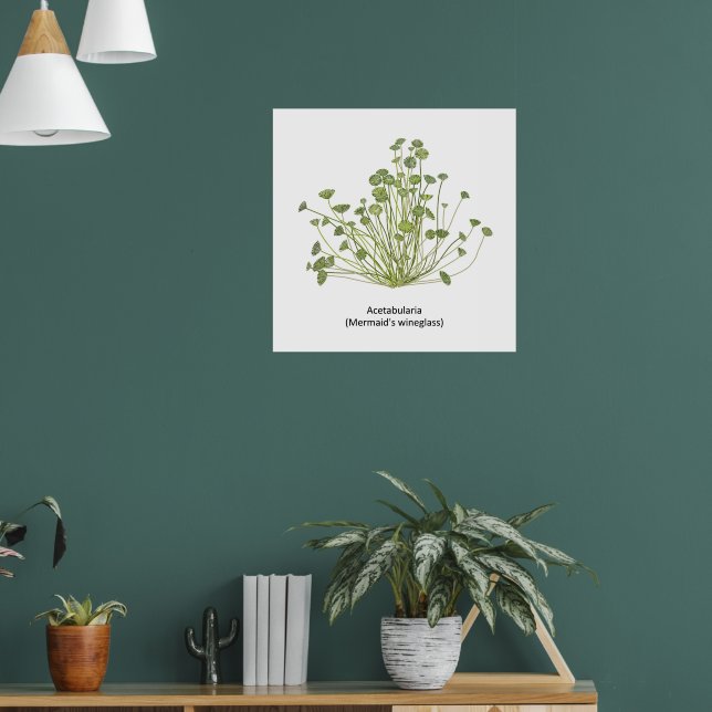 Poster Acetabularia (Sereia) (Sala de Estar 1)