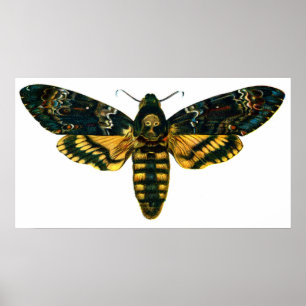 Pôster Acherontia atropos (Death's Head Hawkmoth)