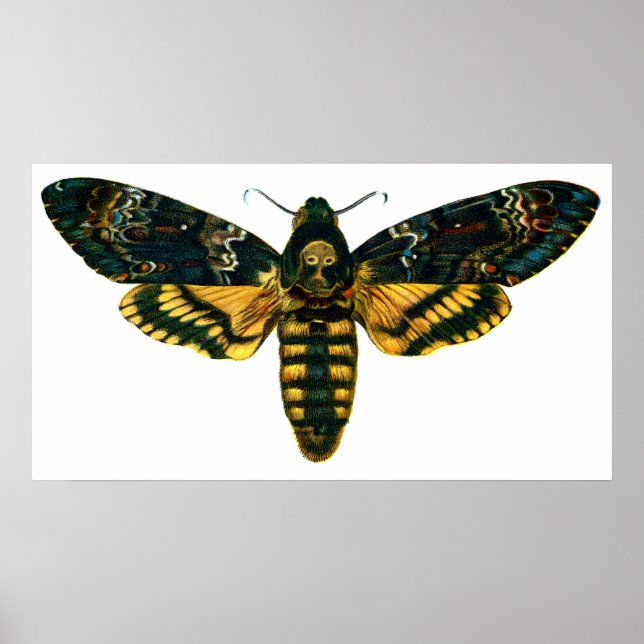 Pôster Acherontia atropos (Death's Head Hawkmoth) (Frente)