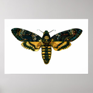 Pôster Acherontia atropos (Death's Head Hawkmoth)