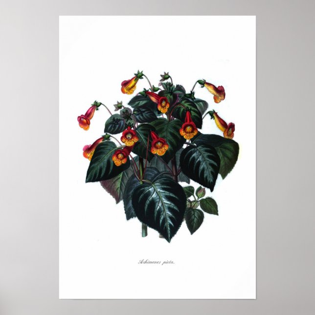 Pôster Achimenes picta (Frente)