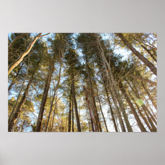 Poster Acima das Árvores – Paisagem Natural Tranquila