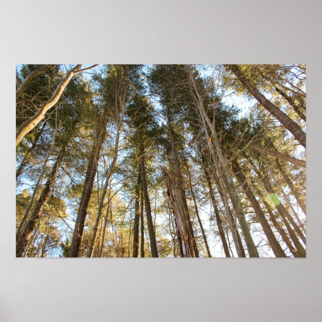 Poster Acima das Árvores – Paisagem Natural Tranquila (Frente)