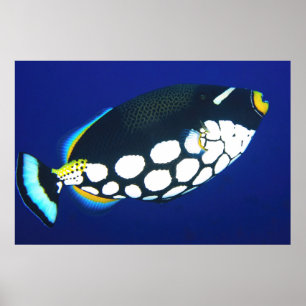 Poster Acionador de Palhaço no Azul