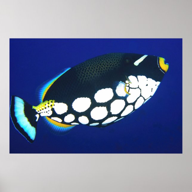 Poster Acionador de Palhaço no Azul (Frente)