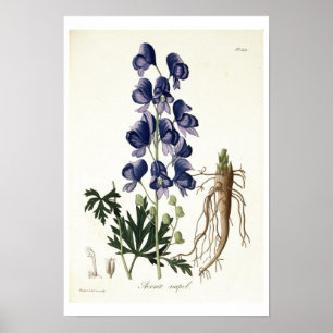 Poster Aconitum Napellus de "Phytographie Medicale" perto