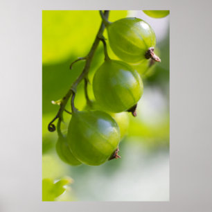 Poster Acordar Verde Airelas CC0208