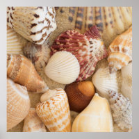Acordo de Seashell